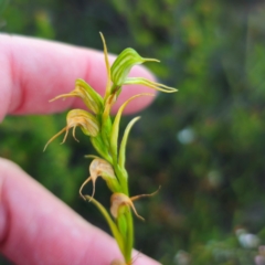 Pterostylis daintreana at suppressed - suppressed