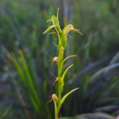 Pterostylis daintreana at suppressed - suppressed