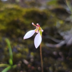 Eriochilus petricola (Bunny Orchids) at Boolijah, NSW - 10 Mar 2024 by Csteele4
