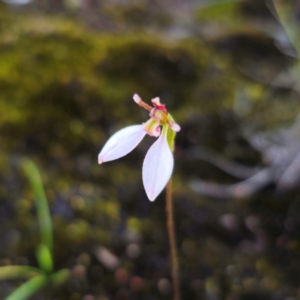 Eriochilus petricola at Morton National Park - 10 Mar 2024