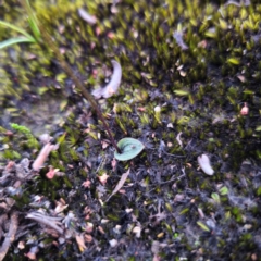 Eriochilus petricola at Morton National Park - 10 Mar 2024