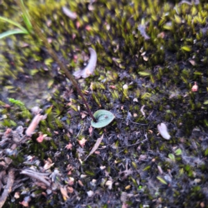 Eriochilus petricola at Morton National Park - suppressed