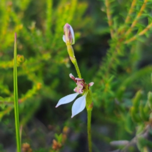 Eriochilus petricola at Morton National Park - 10 Mar 2024