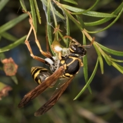 Polistes (Polistes) chinensis (Asian paper wasp) at McKellar, ACT - 4 Mar 2024 by kasiaaus