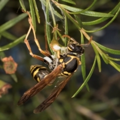 Polistes (Polistes) chinensis (Asian paper wasp) at Croke Place Grassland (CPG) - 4 Mar 2024 by kasiaaus