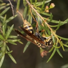 Polistes (Polistes) chinensis at Undefined Area - 5 Mar 2024 10:22 AM