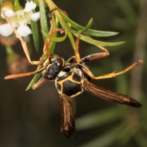 Polistes (Polistes) chinensis at Croke Place Grassland (CPG) - 5 Mar 2024