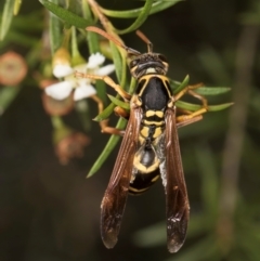 Polistes (Polistes) chinensis at Croke Place Grassland (CPG) - 5 Mar 2024