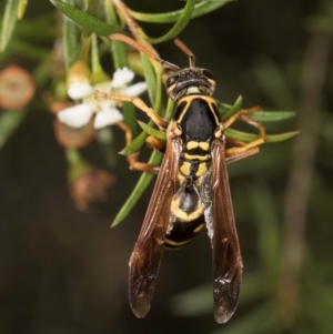 Polistes (Polistes) chinensis at Croke Place Grassland (CPG) - 5 Mar 2024