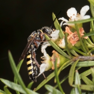 Agriomyia sp. (genus) at Croke Place Grassland (CPG) - 5 Mar 2024