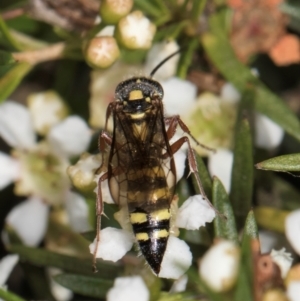 Agriomyia sp. (genus) at Croke Place Grassland (CPG) - 5 Mar 2024