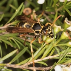 Polistes (Polistes) chinensis (Asian paper wasp) at Croke Place Grassland (CPG) - 5 Mar 2024 by kasiaaus