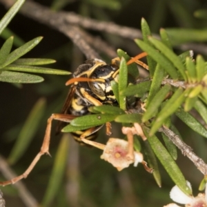 Polistes (Polistes) chinensis at Croke Place Grassland (CPG) - 5 Mar 2024