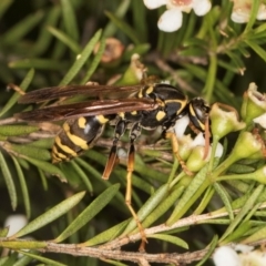 Polistes (Polistes) chinensis at Croke Place Grassland (CPG) - 5 Mar 2024