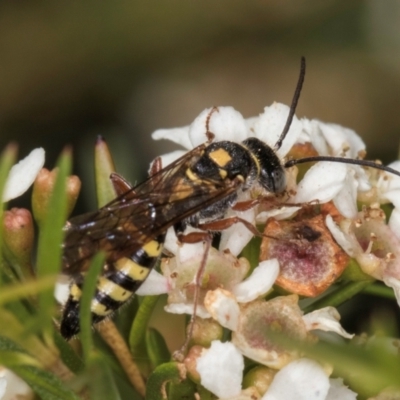 Agriomyia sp. (genus) (Yellow flower wasp) at McKellar, ACT - 4 Mar 2024 by kasiaaus