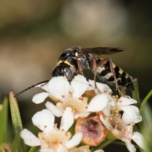 Agriomyia sp. (genus) at Croke Place Grassland (CPG) - 5 Mar 2024