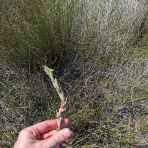 Philydrum lanuginosum at Beecroft Peninsula, NSW - 9 Mar 2024 03:05 PM