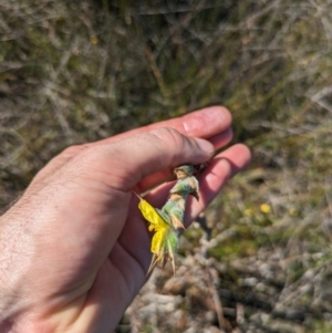 Philydrum lanuginosum at Beecroft Peninsula, NSW - 9 Mar 2024