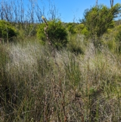 Philydrum lanuginosum at Beecroft Peninsula, NSW - 9 Mar 2024 03:05 PM