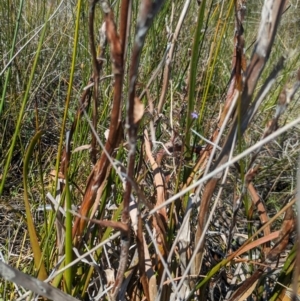 Philydrum lanuginosum at Beecroft Peninsula, NSW - 9 Mar 2024