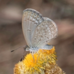 Zizina otis (Common Grass-Blue) at Umbagong District Park - 8 Mar 2024 by kasiaaus