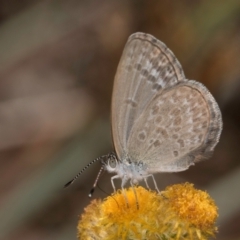 Zizina otis at Blue Devil Grassland, Umbagong Park (BDG) - 8 Mar 2024