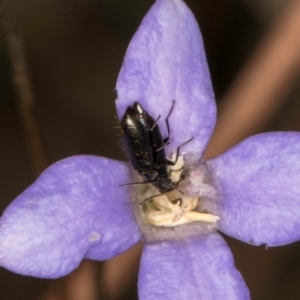Dasytinae (subfamily) at Blue Devil Grassland, Umbagong Park (BDG) - 8 Mar 2024