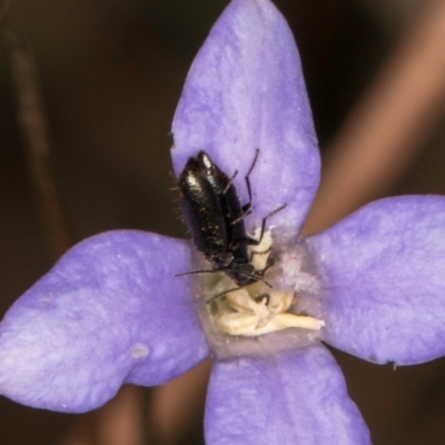 Dasytinae (subfamily) (Soft-winged flower beetle) at Blue Devil Grassland, Umbagong Park (BDG) - 8 Mar 2024 by kasiaaus