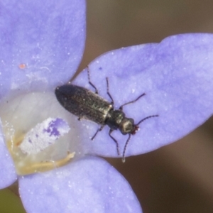 Dasytinae (subfamily) at Macgregor, ACT - 8 Mar 2024 02:23 PM