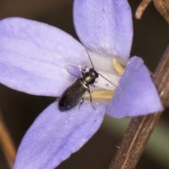 Dasytinae (subfamily) at Macgregor, ACT - 8 Mar 2024