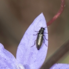 Dasytinae (subfamily) at Macgregor, ACT - 8 Mar 2024