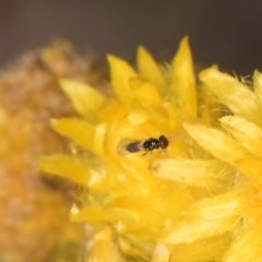 Chalcidoidea (superfamily) (A gall wasp or Chalcid wasp) at Blue Devil Grassland, Umbagong Park (BDG) - 8 Mar 2024 by kasiaaus