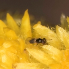 Chalcidoidea (superfamily) at Latham, ACT - 8 Mar 2024