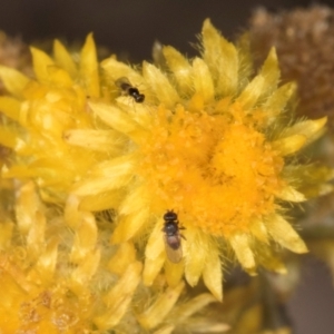 Chalcidoidea (superfamily) at Blue Devil Grassland, Umbagong Park (BDG) - 8 Mar 2024