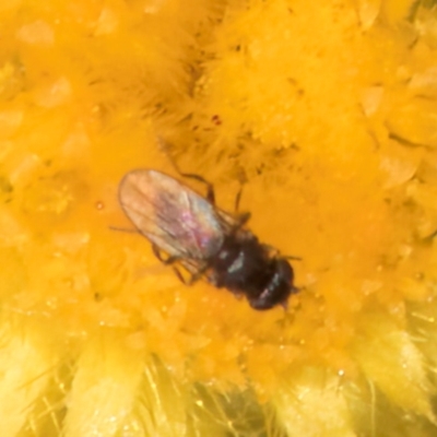 Calyptrate (subsection) (Unidentified house-flies, blow-flies and their allies) at Blue Devil Grassland, Umbagong Park (BDG) - 8 Mar 2024 by kasiaaus