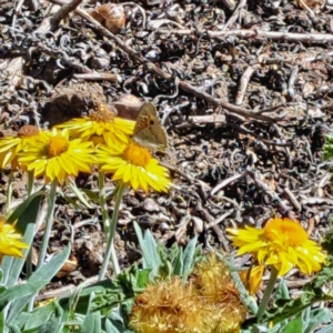 Junonia villida at Watson, ACT - 10 Mar 2024