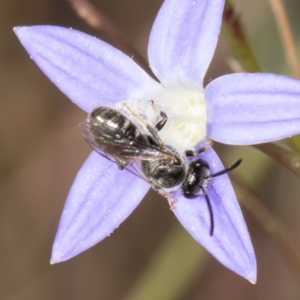 Lasioglossum (Chilalictus) sp. (genus & subgenus) at Blue Devil Grassland, Umbagong Park (BDG) - 8 Mar 2024