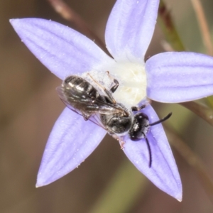 Lasioglossum (Chilalictus) sp. (genus & subgenus) at Latham, ACT - 8 Mar 2024