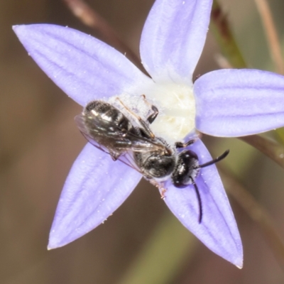 Lasioglossum (Chilalictus) sp. (genus & subgenus) (Halictid bee) at Blue Devil Grassland, Umbagong Park (BDG) - 8 Mar 2024 by kasiaaus