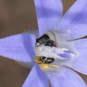 Hylaeus (Prosopisteron) sp. (genus & subgenus) at Latham, ACT - 8 Mar 2024