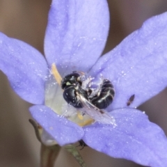 Hylaeus (Prosopisteron) species at Latham, ACT - 8 Mar 2024 by kasiaaus