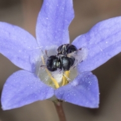 Hylaeus (Prosopisteron) species at Blue Devil Grassland, Umbagong Park (BDG) - 8 Mar 2024