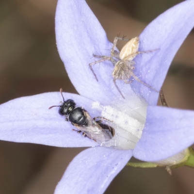 Hylaeus (Prosopisteron) species at Umbagong District Park - 8 Mar 2024 by kasiaaus