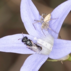 Unidentified Bee (Hymenoptera, Apiformes) at Blue Devil Grassland, Umbagong Park (BDG) - 8 Mar 2024 by kasiaaus