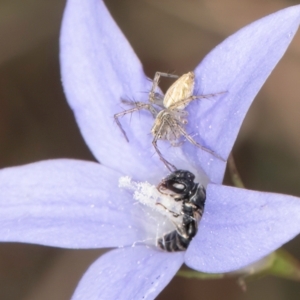 Hylaeus (Prosopisteron) species at Blue Devil Grassland, Umbagong Park (BDG) - 8 Mar 2024