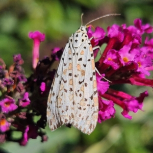 Utetheisa pulchelloides at QPRC LGA - 10 Mar 2024