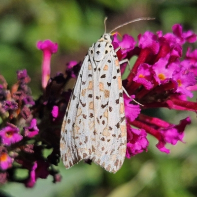 Utetheisa pulchelloides (Heliotrope Moth) at Braidwood, NSW - 10 Mar 2024 by MatthewFrawley