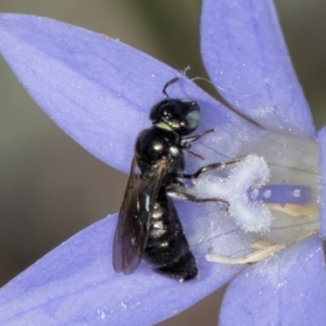 Ceratina (Neoceratina) australensis at Blue Devil Grassland, Umbagong Park (BDG) - 8 Mar 2024