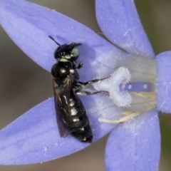 Ceratina (Neoceratina) australensis at Blue Devil Grassland, Umbagong Park (BDG) - 8 Mar 2024