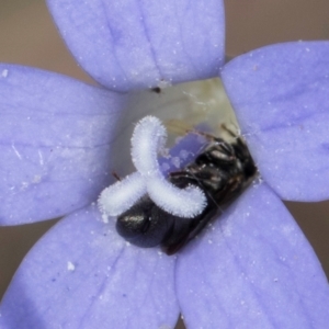 Ceratina (Neoceratina) australensis at Blue Devil Grassland, Umbagong Park (BDG) - 8 Mar 2024